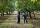 California Walnuts: The Fresh Crop Has Arrived in India = Wellness Within