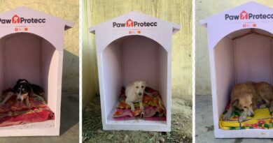 Mars Petcare and Swiggy Instamart Expand Efforts to Provide Winter Shelters for Community Dogs