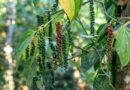 India’s Black Pepper Market Faces Supply Challenges Amid Climate Change and Unorganised Trade