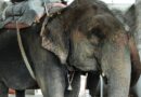 Begin the Process of Retiring Elephants in Jaipur, says World Animal Protection on the Occasion of World Elephant Day