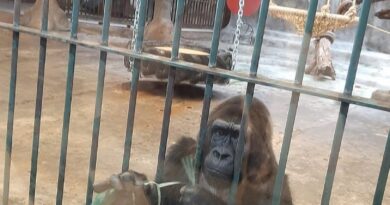 World Animal Protection Calls for Enhanced Institutionalized Protection of Animals