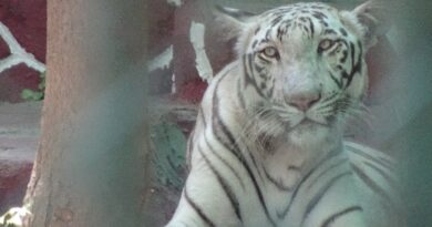 Wild Animals are not Entertainment, Reiterates World Animal Protection