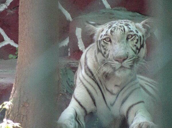 Wild Animals are not Entertainment, Reiterates World Animal Protection