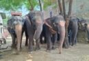 Humane Treatment for All Animals is the Call of the Hour, says World Animal Protection