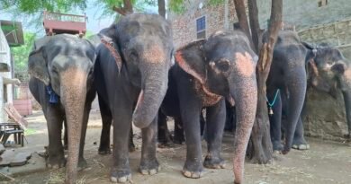 Humane Treatment for All Animals is the Call of the Hour, says World Animal Protection