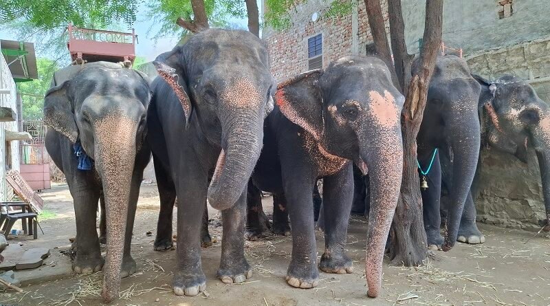 Humane Treatment for All Animals is the Call of the Hour, says World Animal Protection